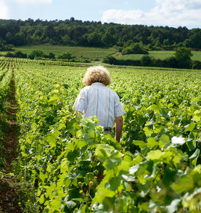 Domaine Sylvain Pataille